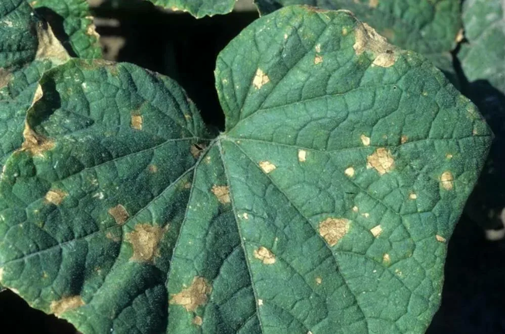 НЕ ИГНОРИРУЙТЕ ОЖОГИ