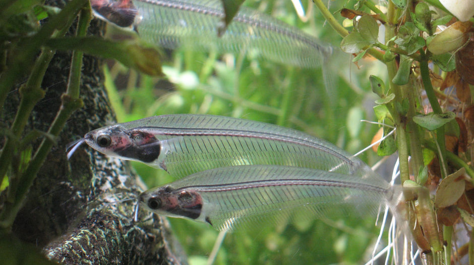 ���������� ��� (Kryptopterus bicirrhis