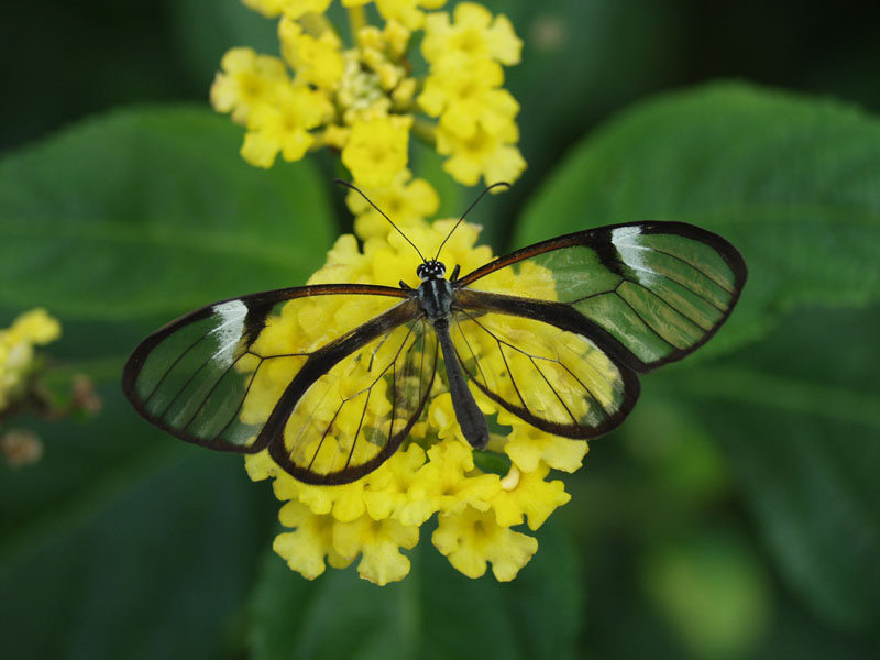 ���������� ������� Greta oto