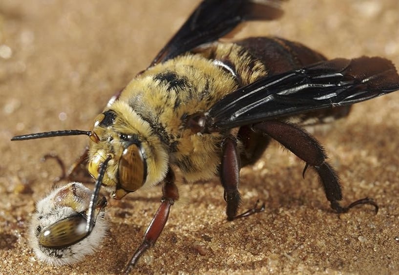 ����� �������