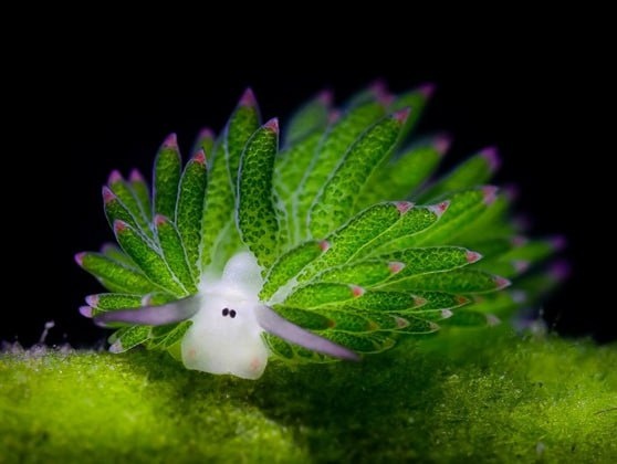 ������� ������ Costasiella kuroshimae