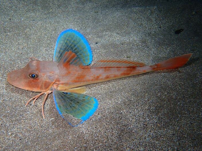 ������� ����� (Chelidonichthys lucerna)