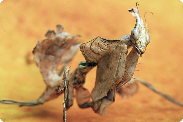 ������� "׸���� ������"