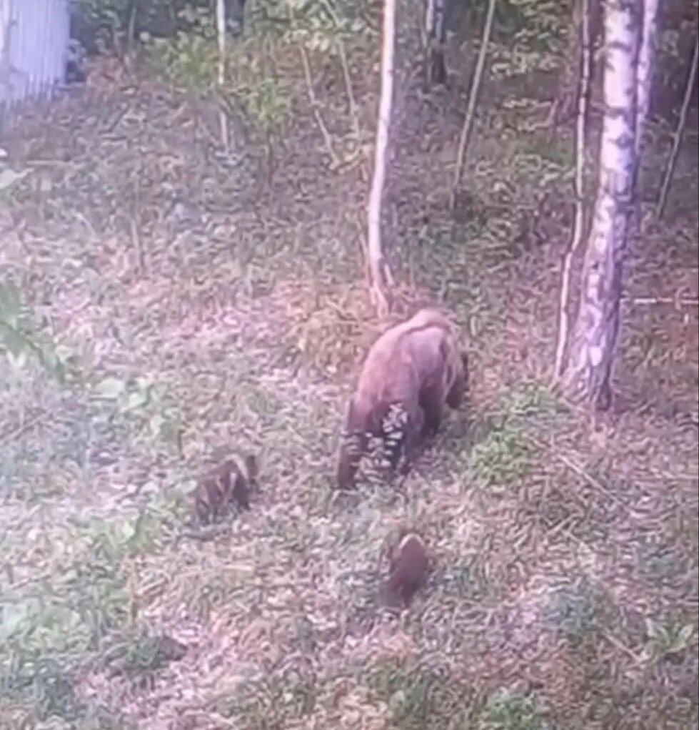    Фото: vk.com/npkrasstolby