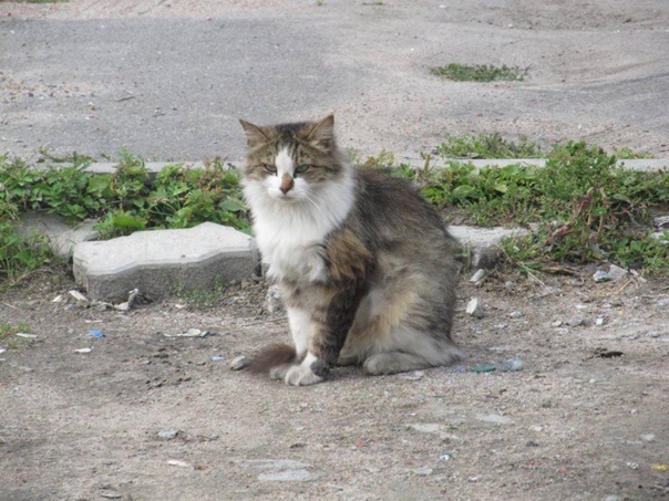 Фото взято из интернета 