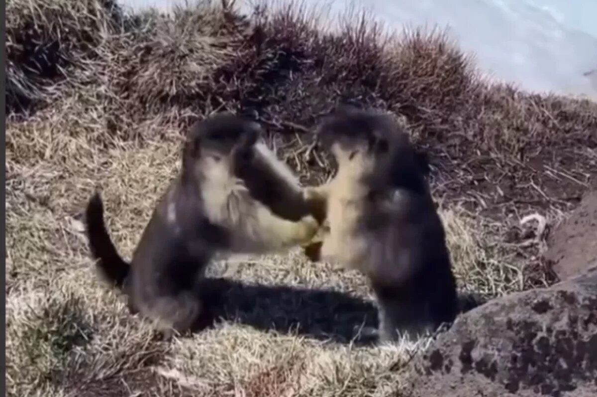    Камчатские грызуны стали звездами интернета после эпичной драки