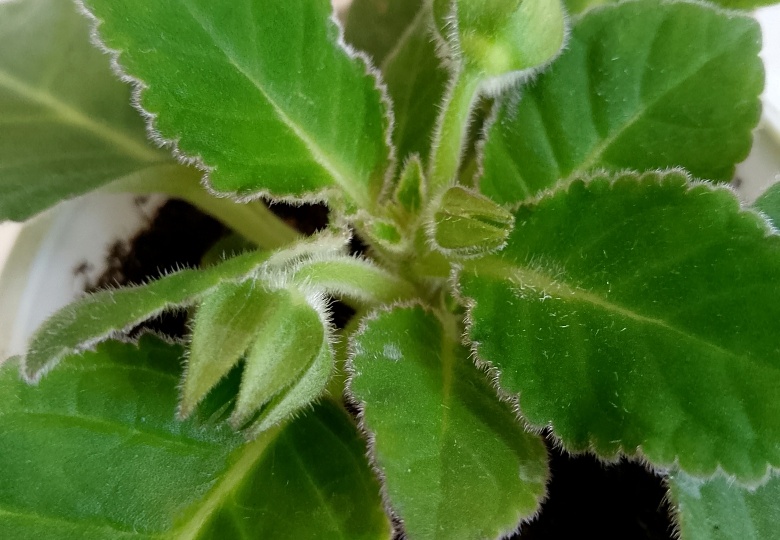 Пересадка ГЛОКСИНИЙ: можно ли делать перевалку до и во время цветения