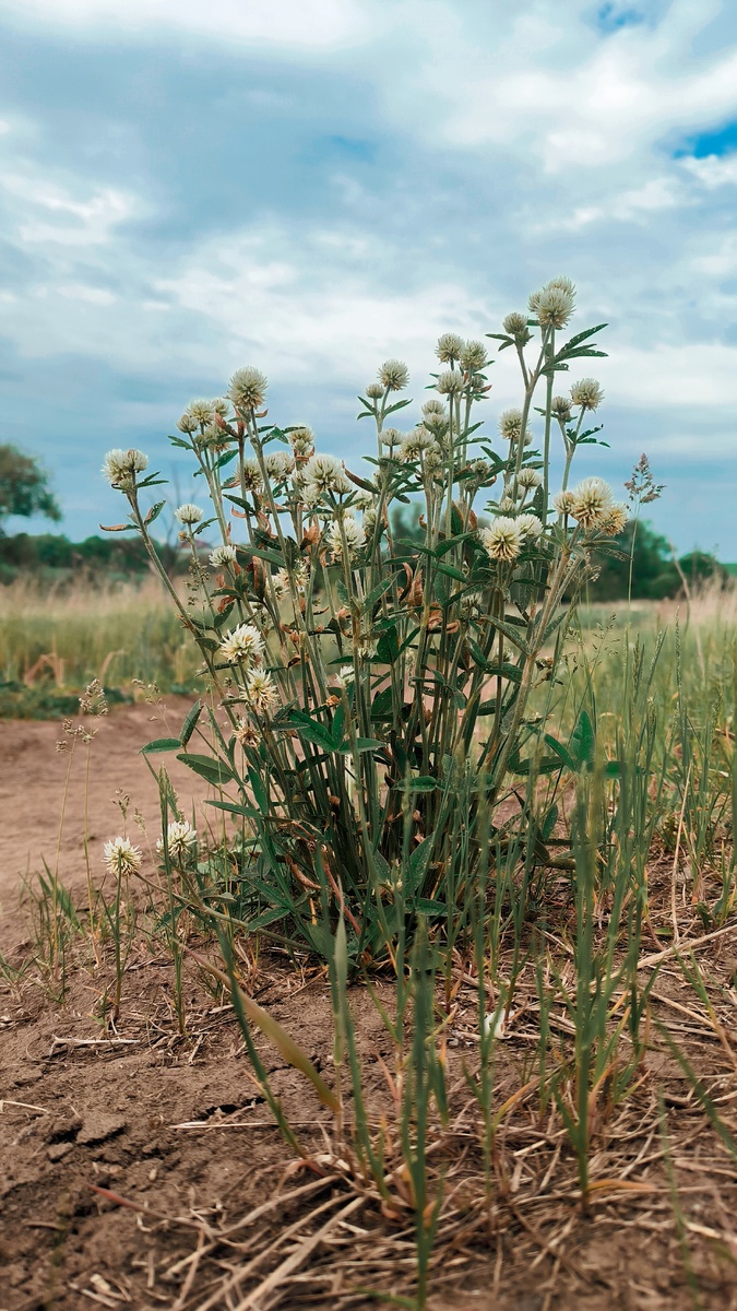 А это мне встретился куст Клевера горного. Хотя гор рядом нет))) 