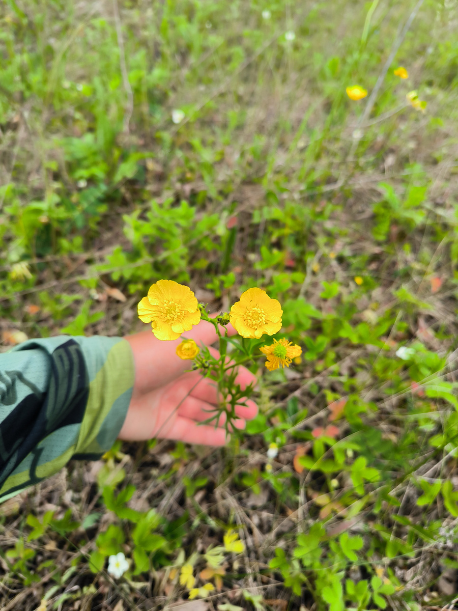По пути встретила Лютика едкого. Красивый но нам не надо. 