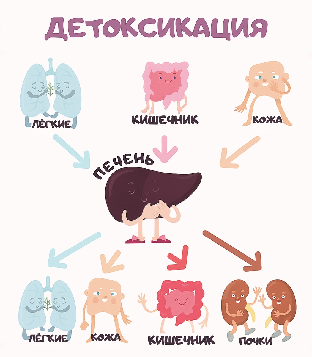  на рисунке изображены процессы детоксикации в несколько этапов
