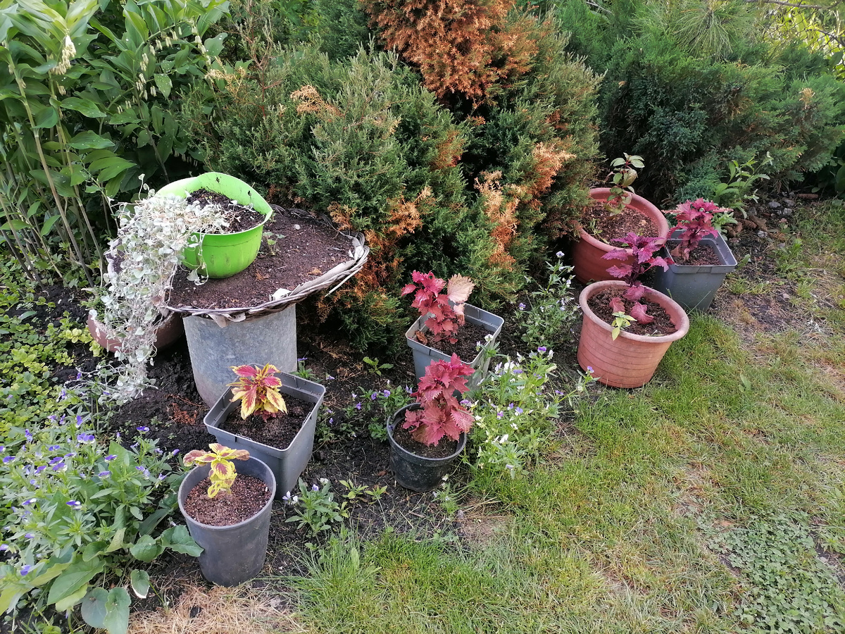 высадила в горшки колеусы