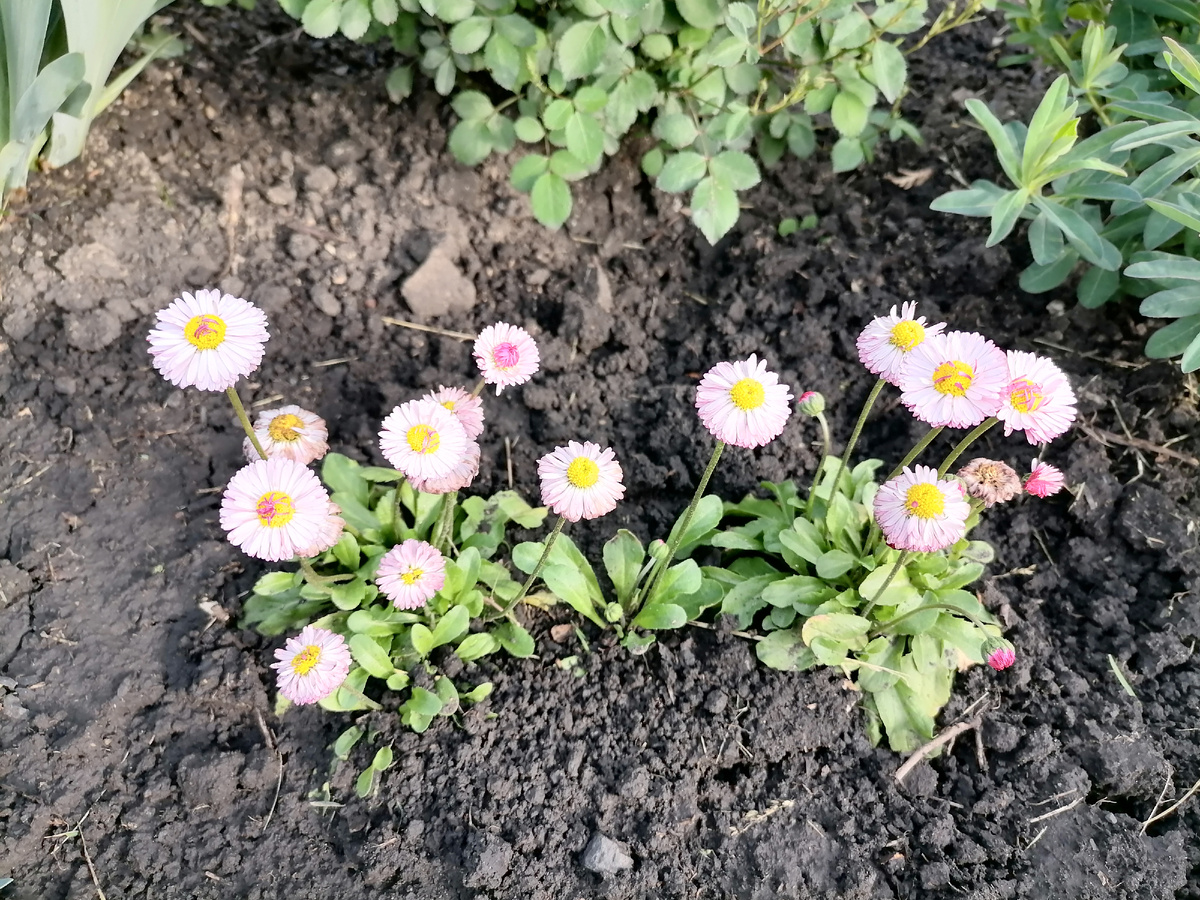 такие милые маргаритки!