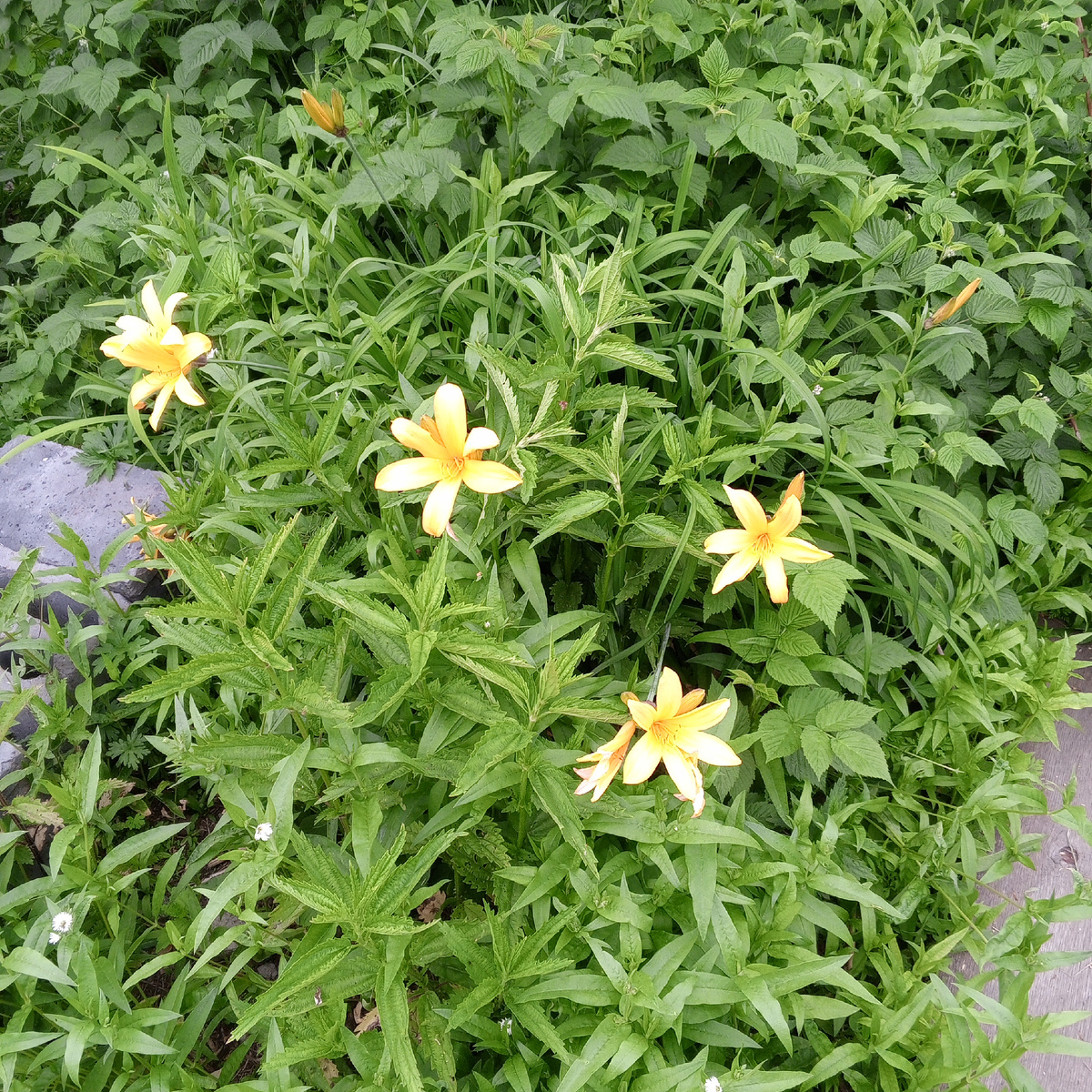 Нашла на улице Саранки в сорняках.