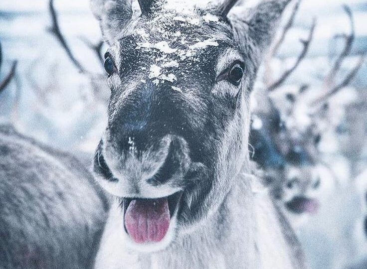 Северные олени. Плотоядные воришки!