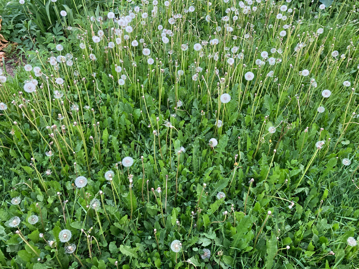 А где спрашивается газон?