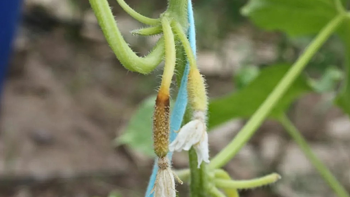 Яндекс картинки