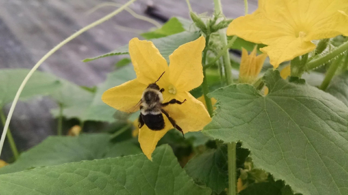 Яндекс картинки