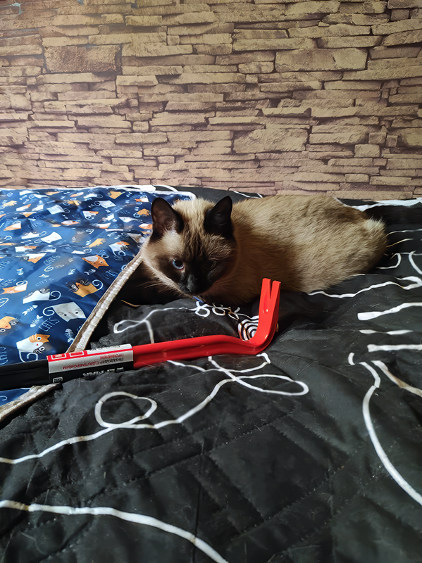 Это похоже на мышь?!