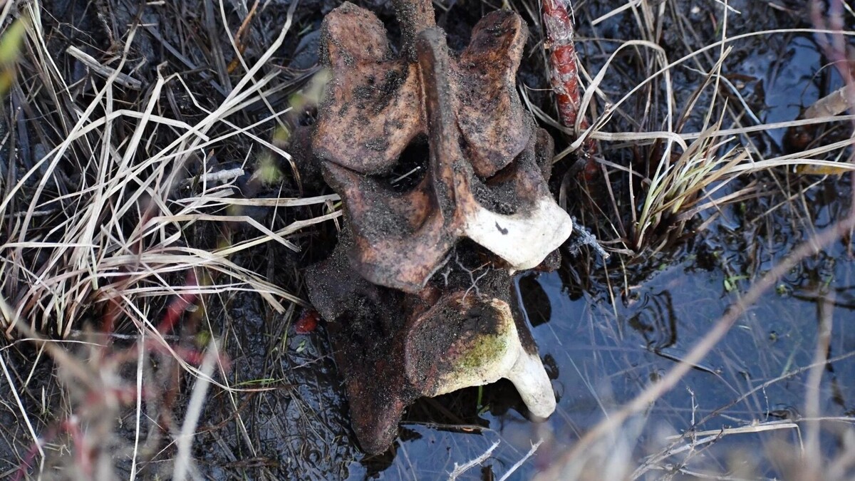     Источник: vk.com/tunguskiy