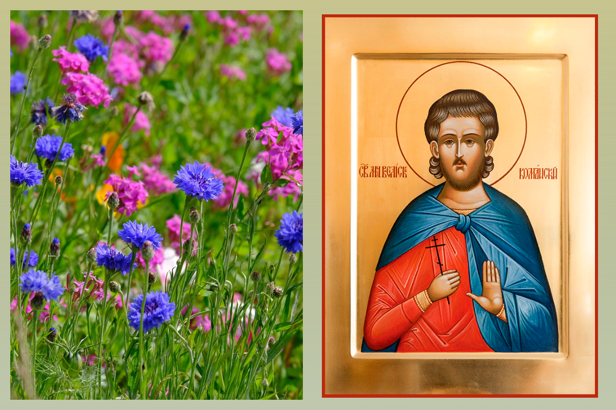 Мученик Василиск Команский/azbuka.ru, Васильки/pixabay.com