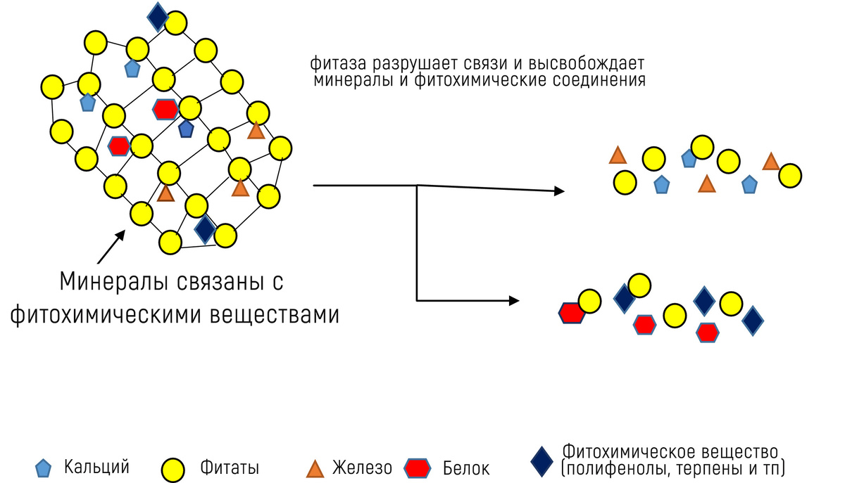 Вода активирует фитазу, а так в свою оцередь разрушает сложные связи внутри боба или зерна. Источник food science and nutrition.