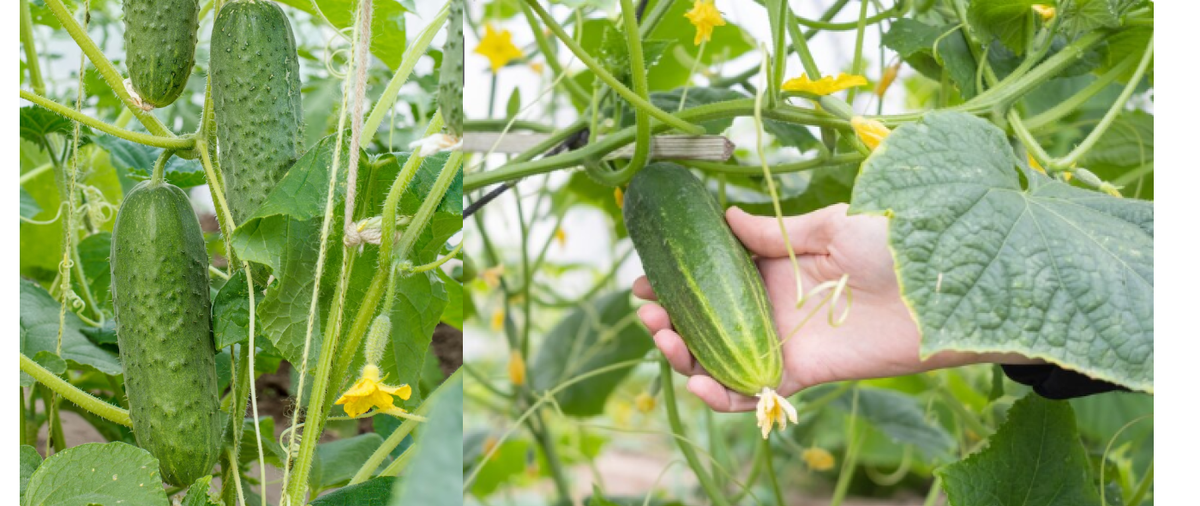 Посадка огурцов. Выбор и подготовка участка