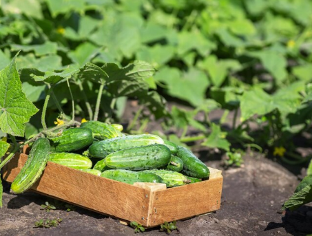 Огурцы в открытом грунте