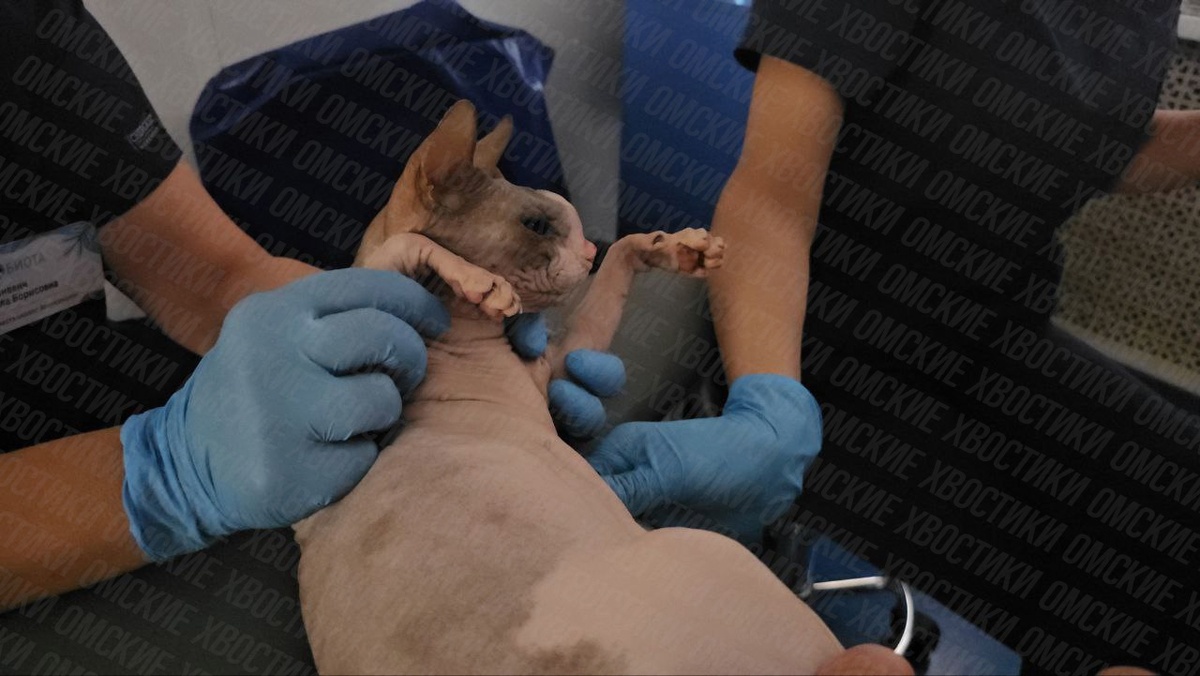 В сердце теплилась надежда, мы верили, что сможем ей помочь, но, к сожалению, вердикт врачей оказался неутешительным и очень тяжёлым...