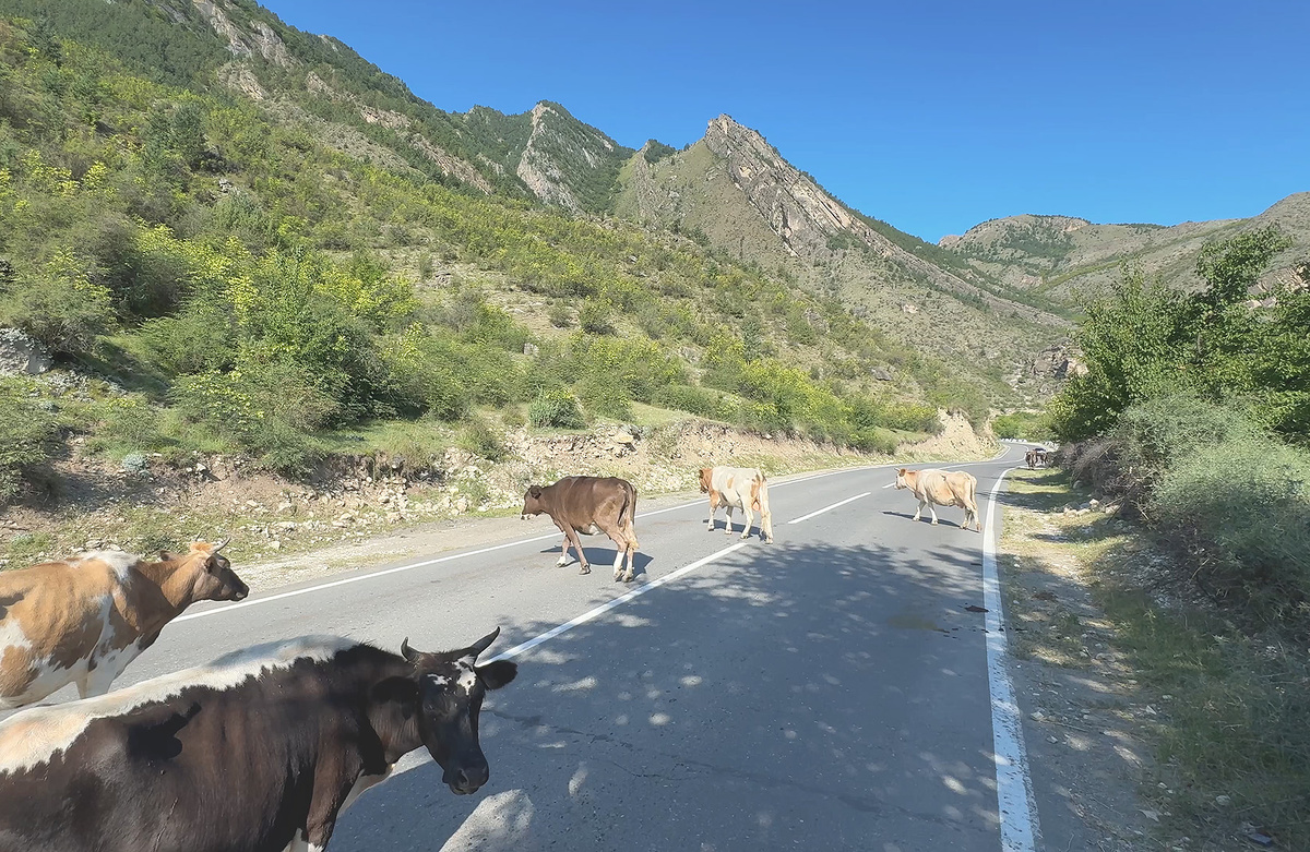 Коровы гуляющие по дороге