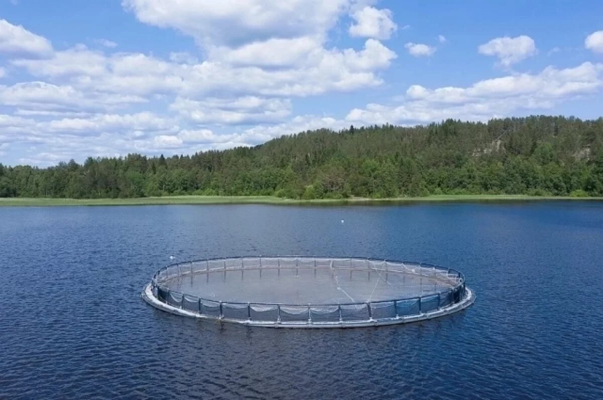    Местные жители считают, что форелевые хозяйства нужно открывать в искусственных прудах с системой очистки и рециркуляции воды.