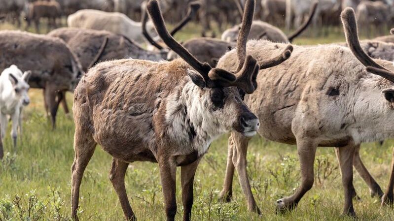    Фото: Андрей Ткачев / «Ямал-Медиа»