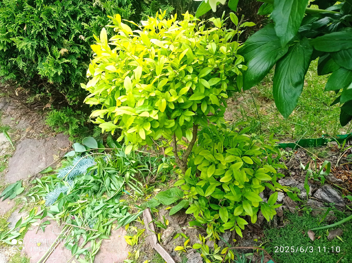 попался на пути