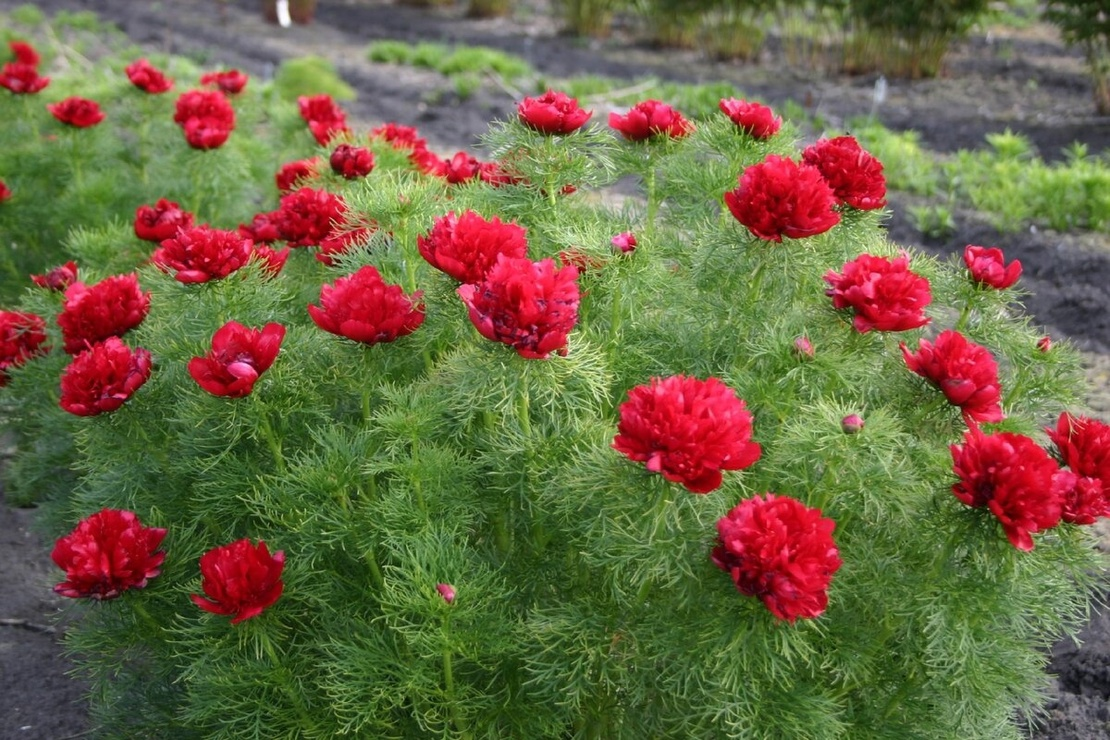 Махровая разновидность, бесплодная.