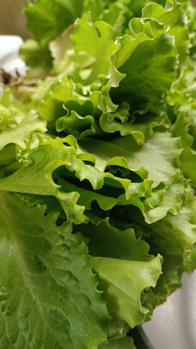 Салатные листья. 