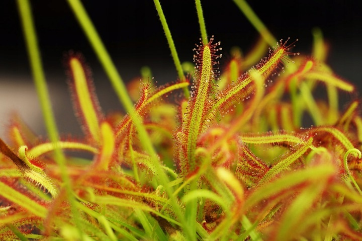 Завораживающая росянка капская