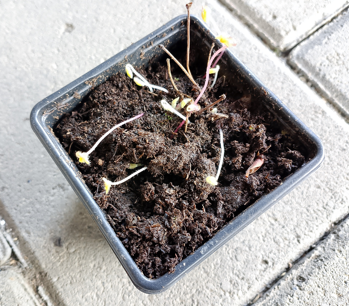 Вот такая пришла горянка