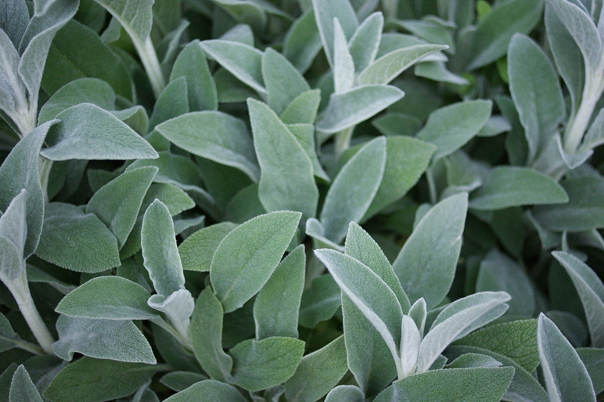 Чистец шерстистый мягко и непринуждённо убрал все сорняки рядом. 