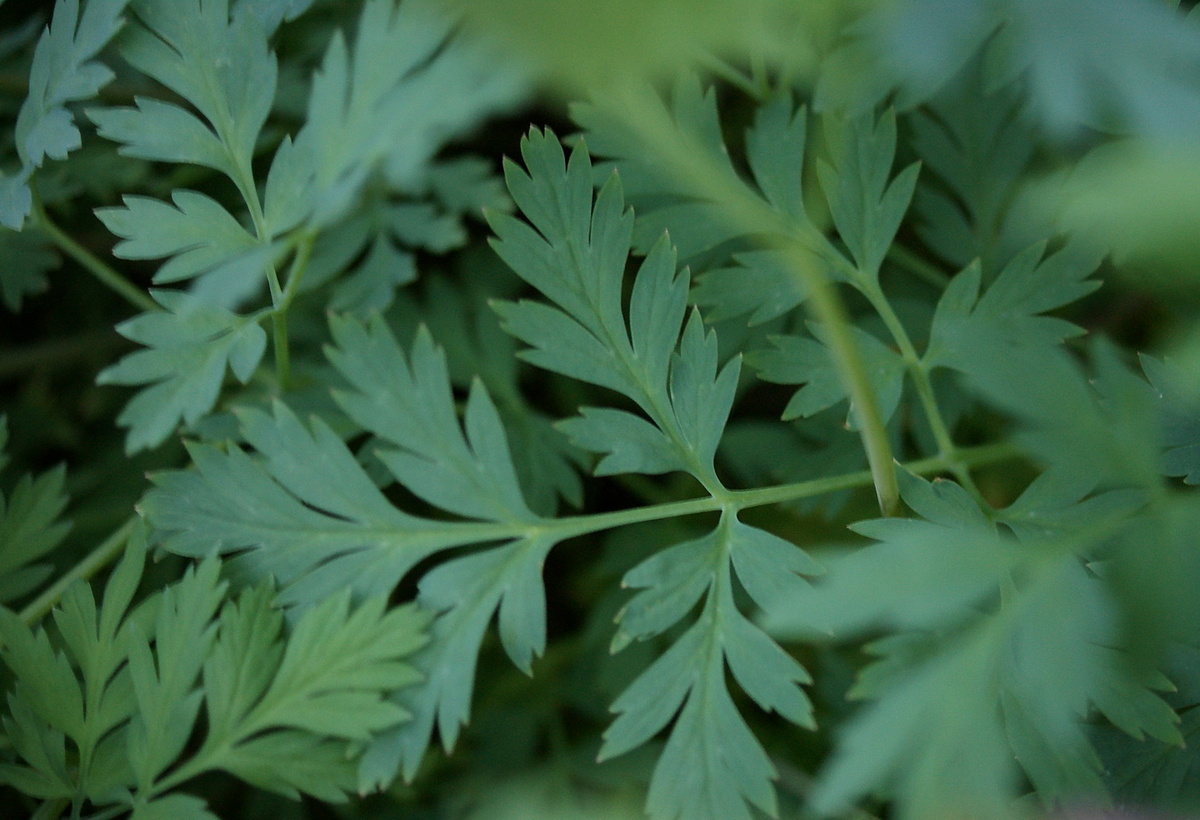 Дицентра красивая имеет красивую кружевную листву. 