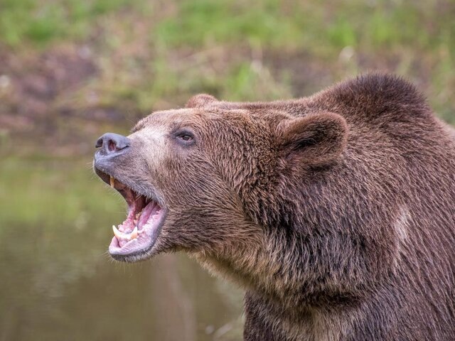    Фото: 123RF/cedecea