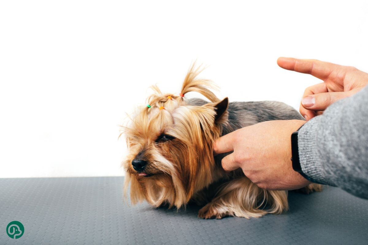 Маленькая собачка обиделась и отвернулась от хозяина