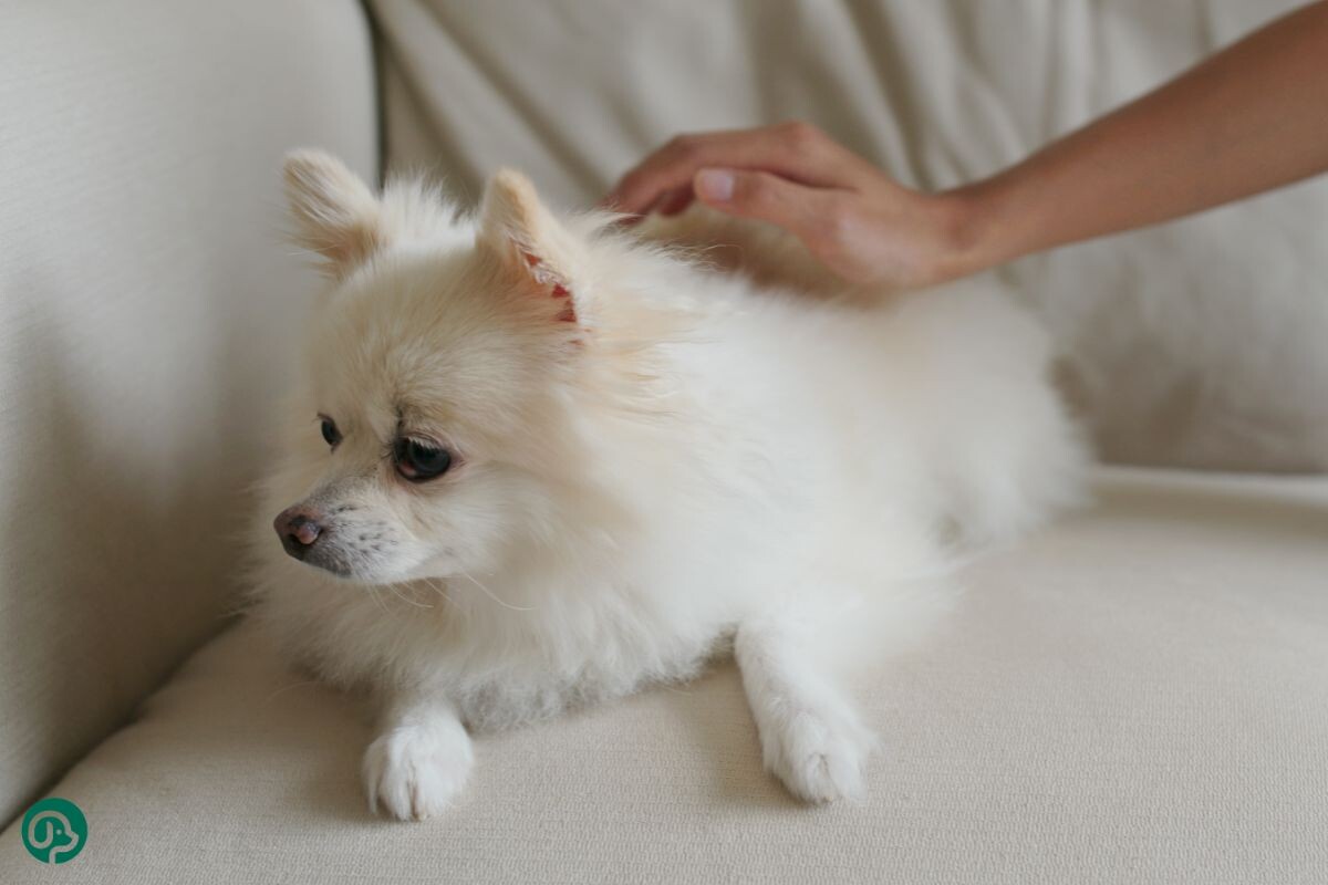 Белый шпиц выглядит напряжённым, пока его гладит навязчивый хозяин