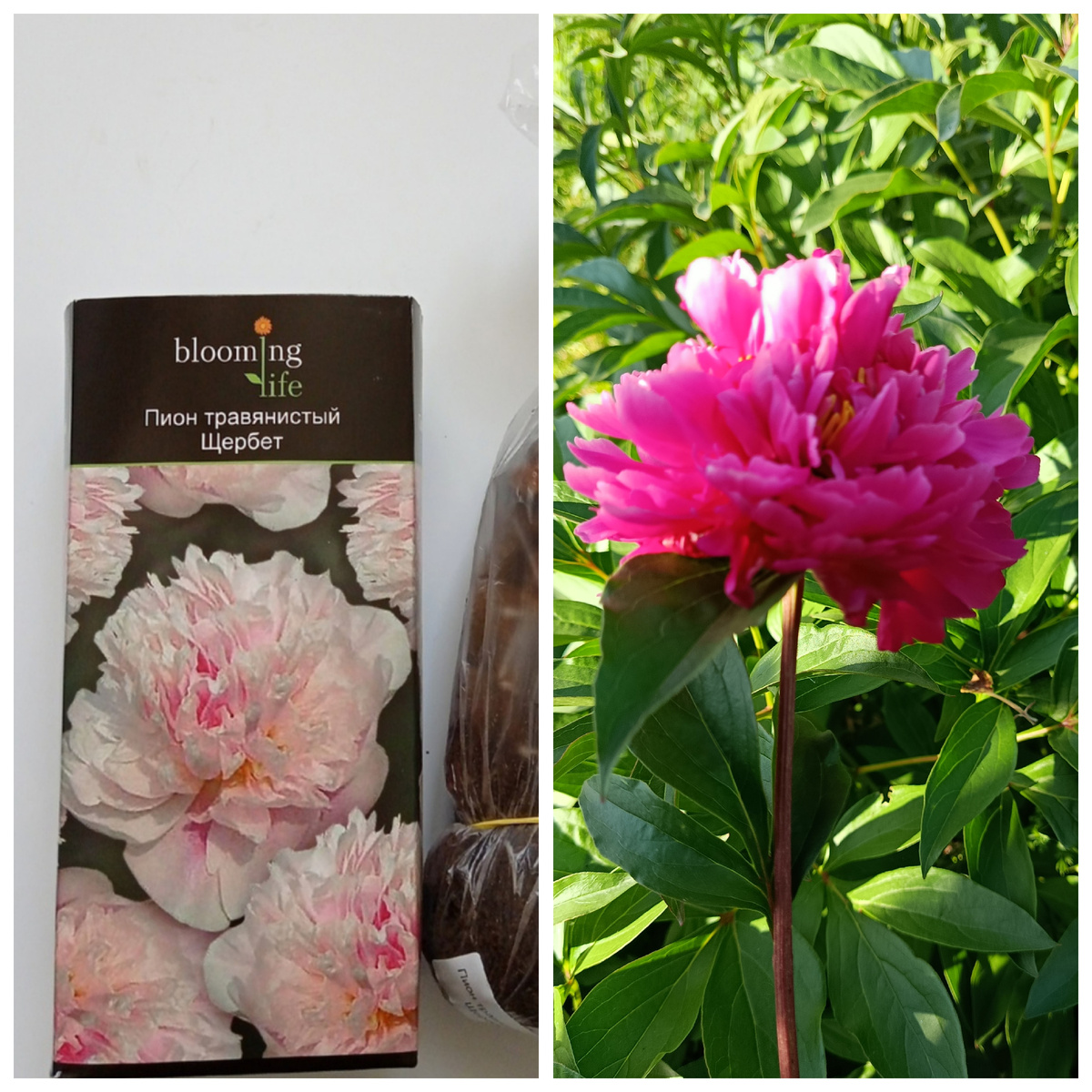 Коллаж автора