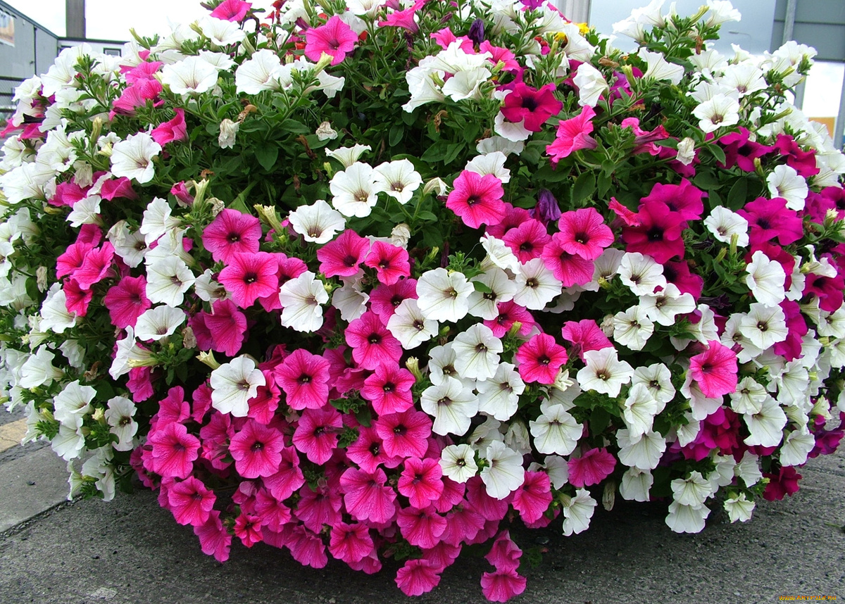 Петуния