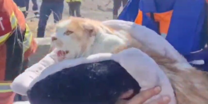    скриншот видео