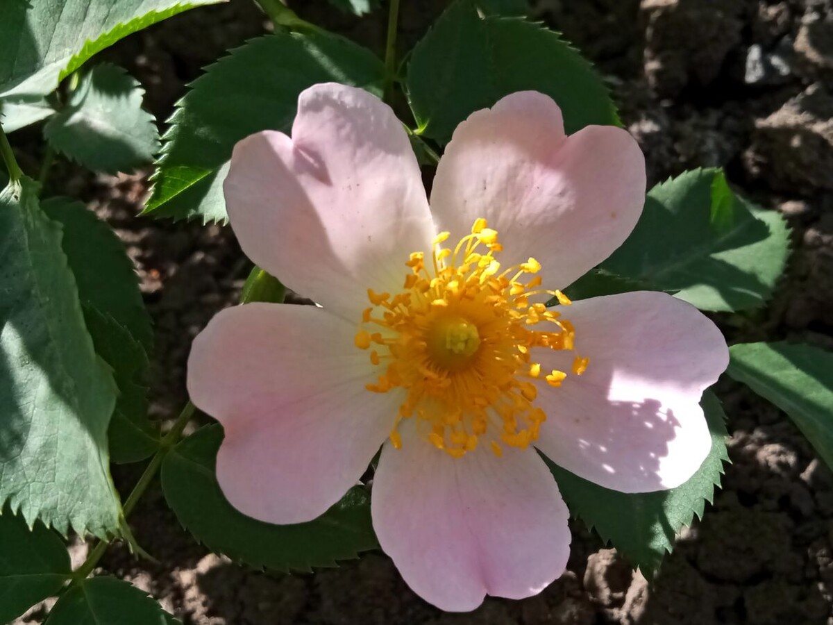 Собственное фото автора. Цветок шиповника