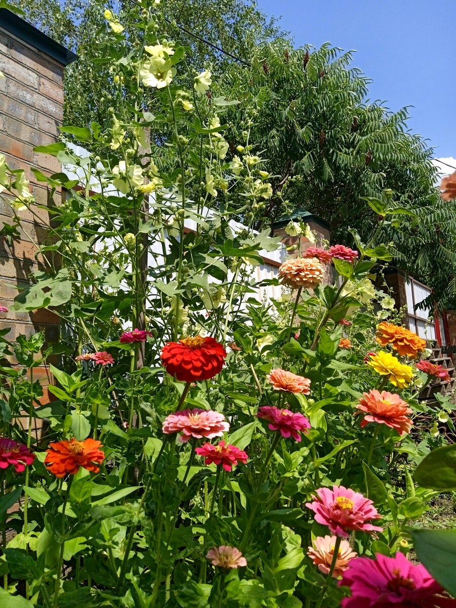 Собственное фото автора. Во дворе моём