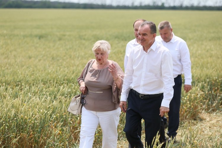    Засуха преследует ряд полей в Краснодарском крае и рассматривается режим ЧС