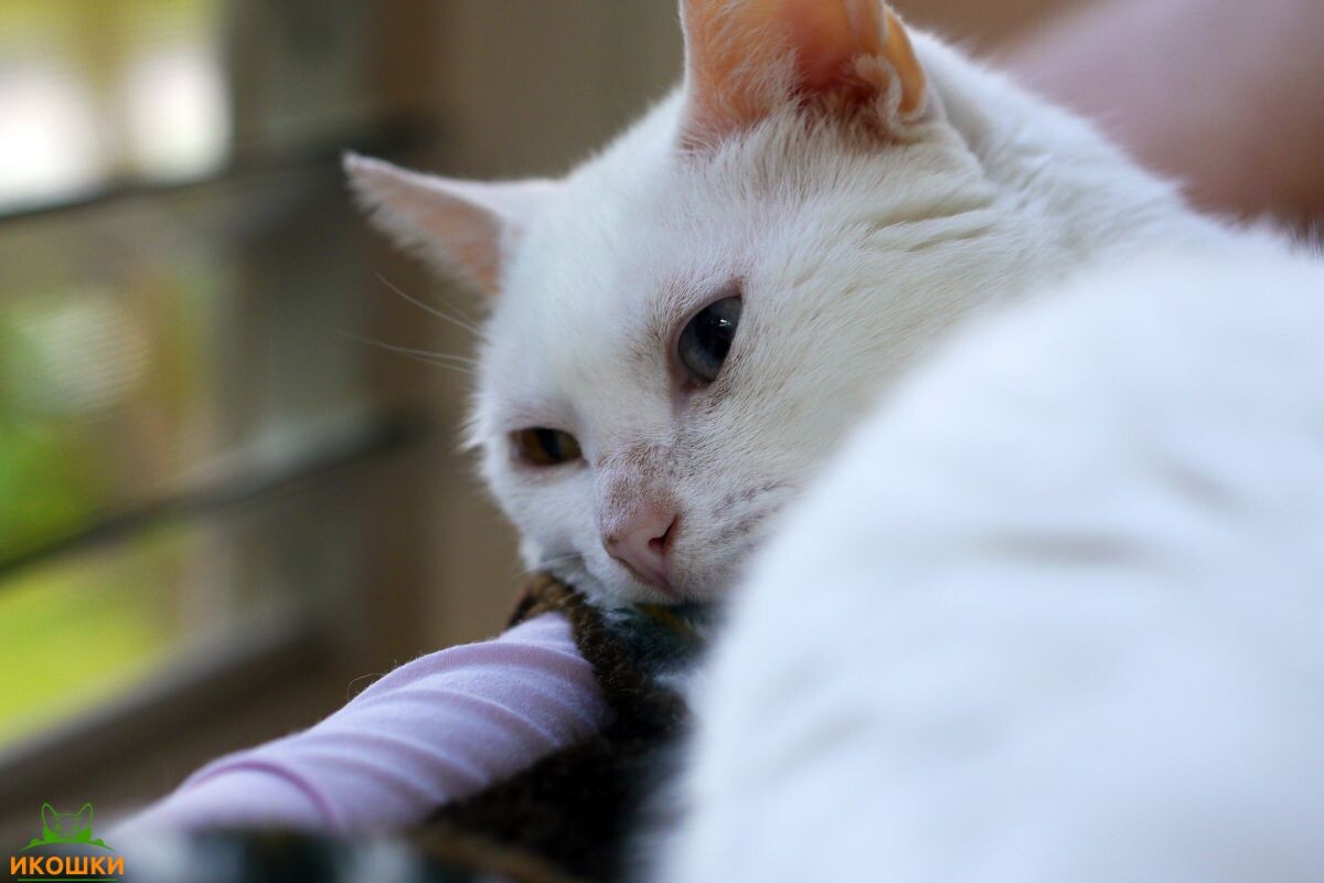 Грустная кошка 