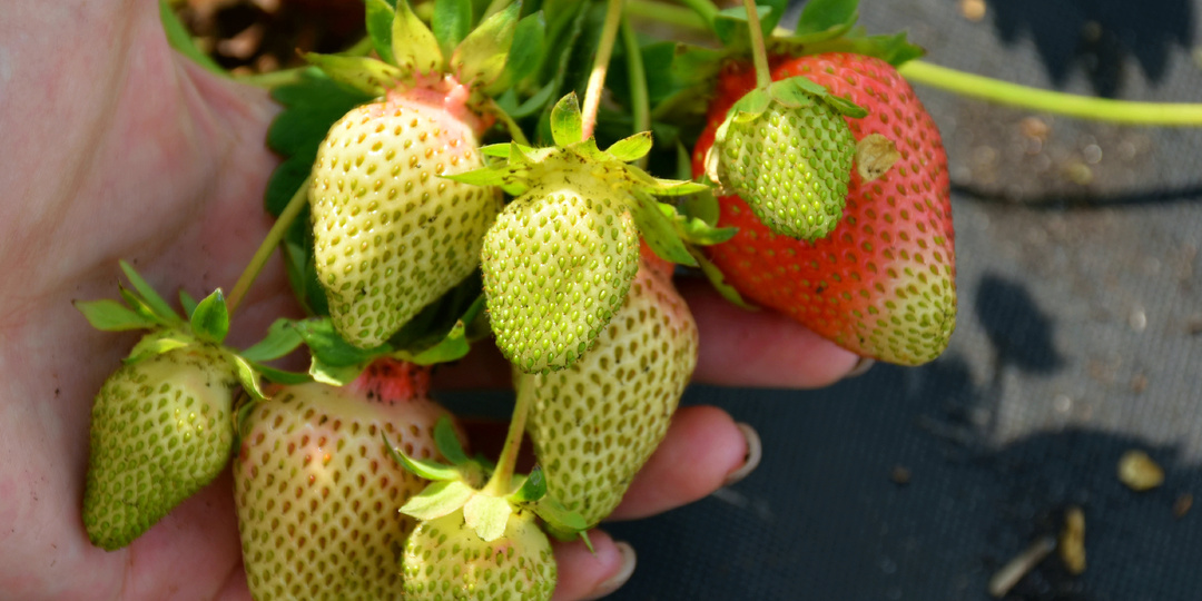 "Клубника наливает ягоды": вношу финальную подкормку, чтобы она выросла крупной, сладкой и сочной