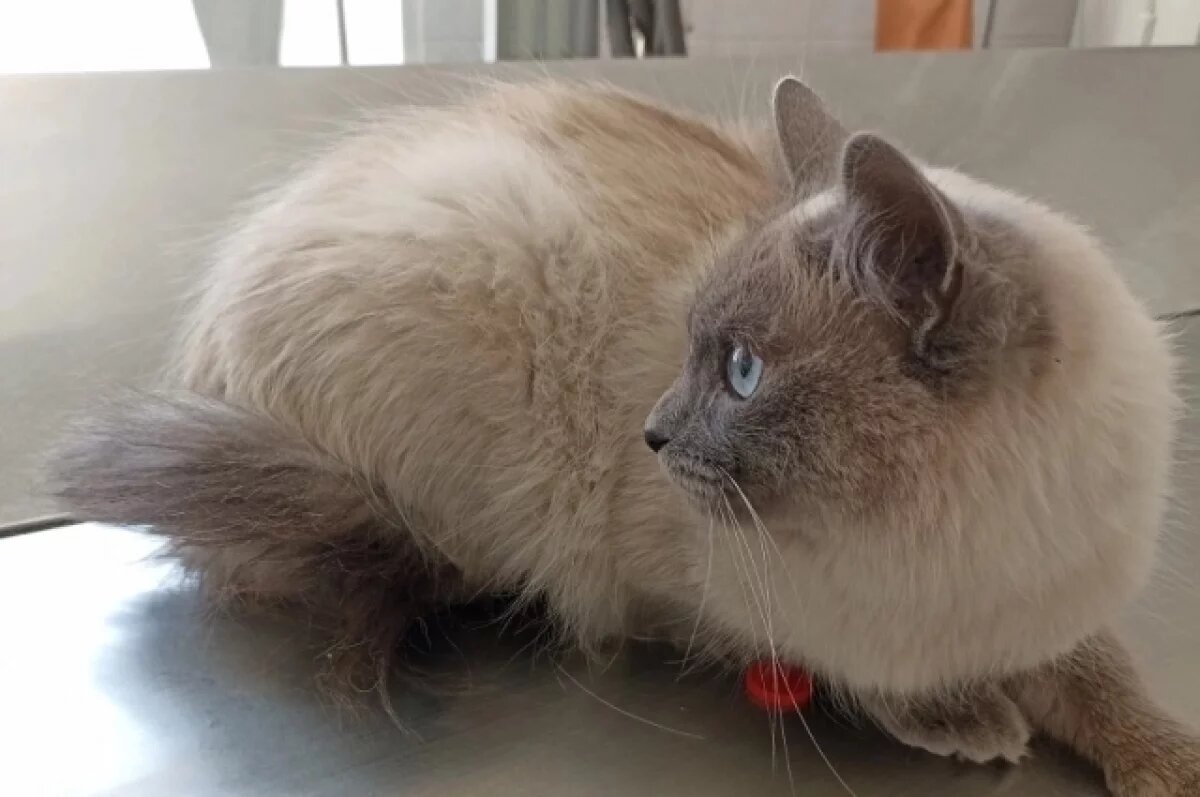    Ульяновские ветеринары спасли кота, насадившего себя на рыболовный крючок